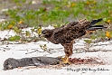 3331 Galapagos hawk, feasting on a dead sea lion